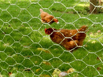 23 zeskantgaas avium verzinkt 13x07 mm 50 t m 200 cm