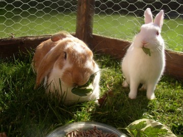 49 zeskantgaas avium verzinkt 13x07 mm 50 t m 200 cm