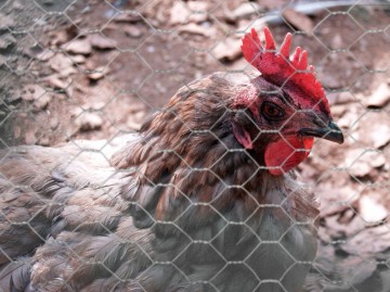 72 zeskantgaas avium verzinkt 13x07 mm 50 t m 200 cm