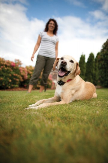 Omheiningsysteem met draad voor middelgrote honden1 1
