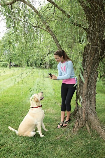 Ontvanger voor moeilijke honden voor stayplay syst1 2