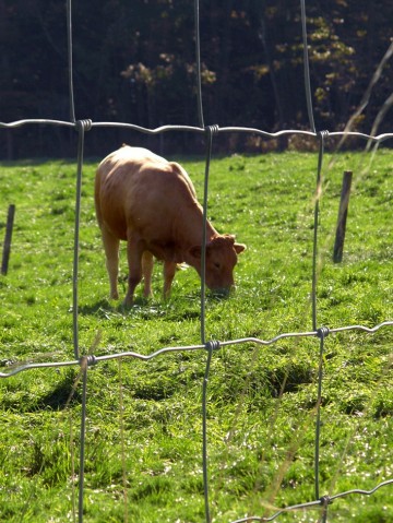 Schapengaas zwaar ovis crapo dubbel verzinkt 80 t1 8