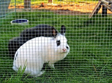 Volieregaas quadra verzinkt 13x08 mm 50 t m 200 cm1 1